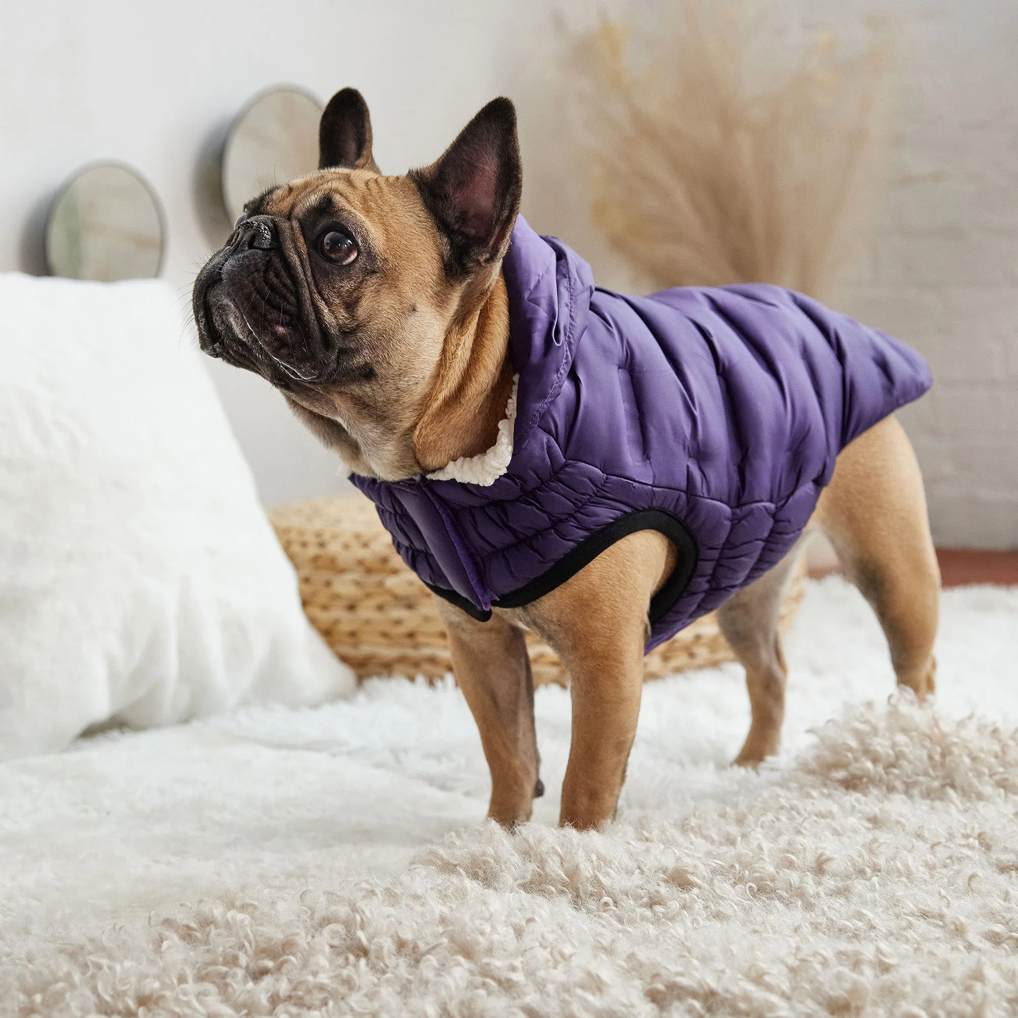 GF Pet Cloud Parka - Purple for Dogs